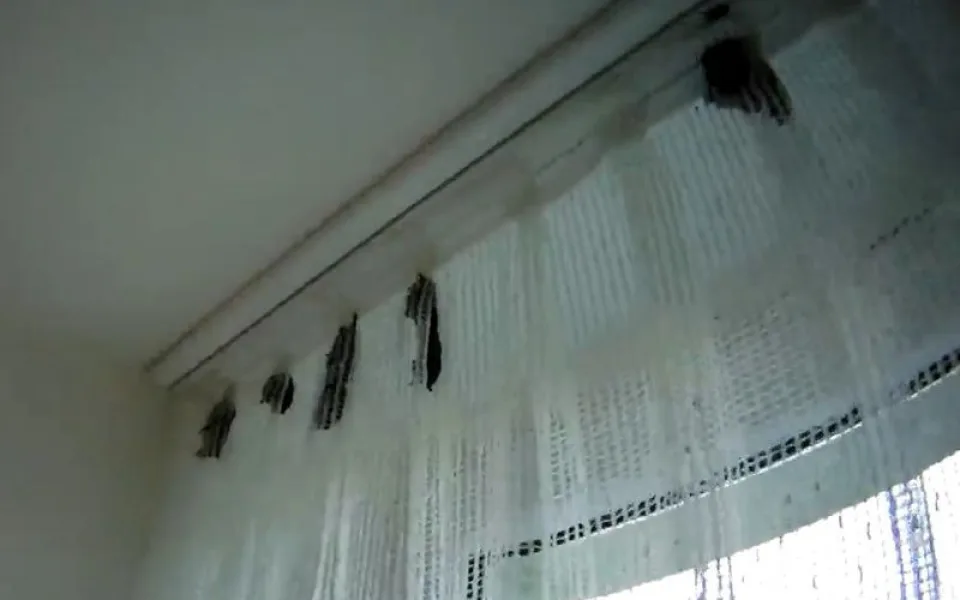 Do bytu se ženě nastěhovalo 70 netopýrů