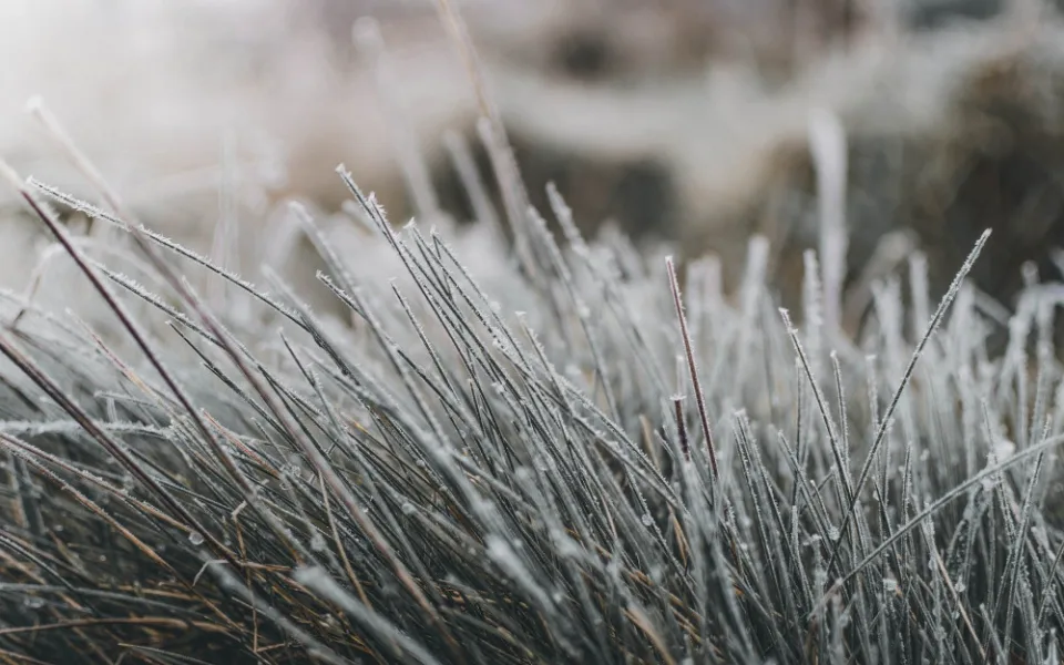 grass-4738141_1920