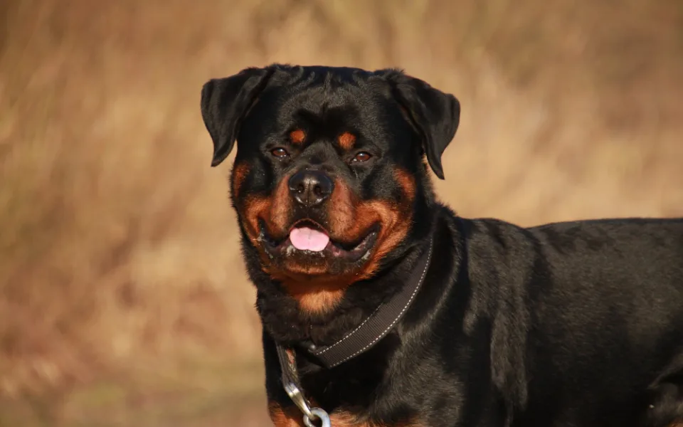 rottweiler-2007652_1920