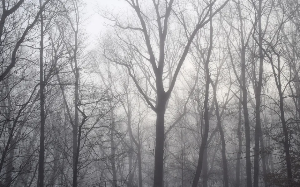 dawn-trees-through-the-fog-2009222_1920