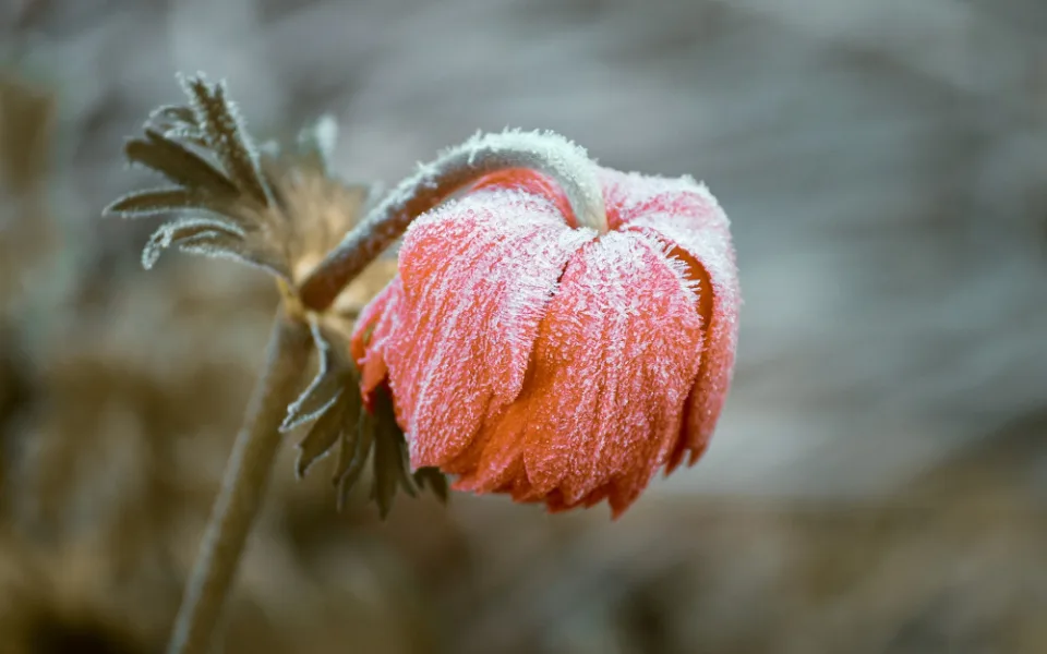 frozen-3840163_1920