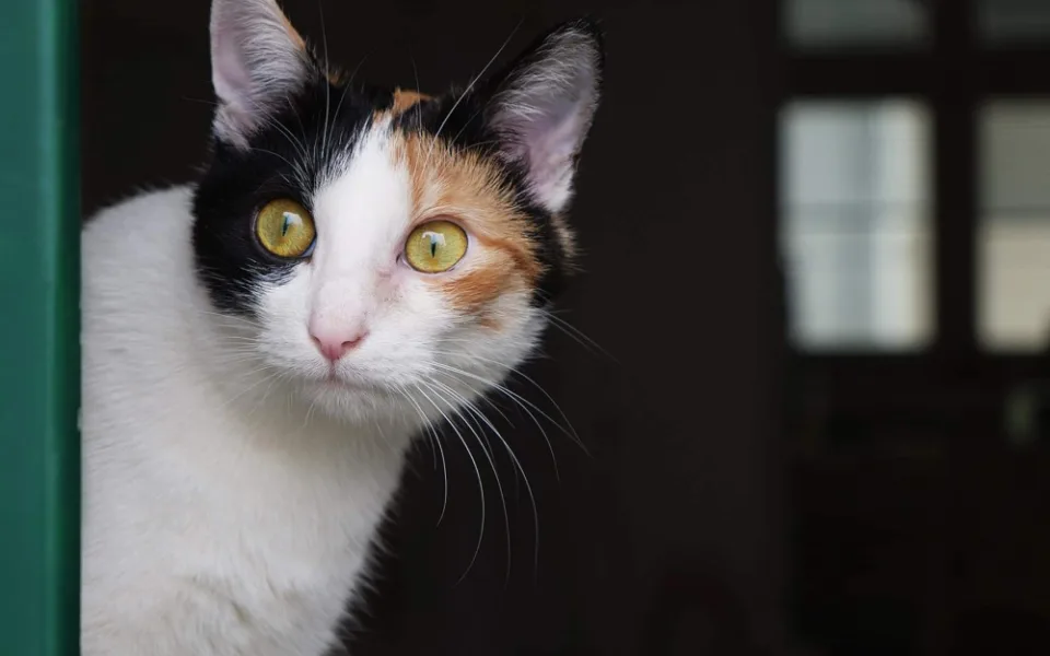 Veterináři v Brně: Víc lidí si za pandemie pořídilo psa či kočku