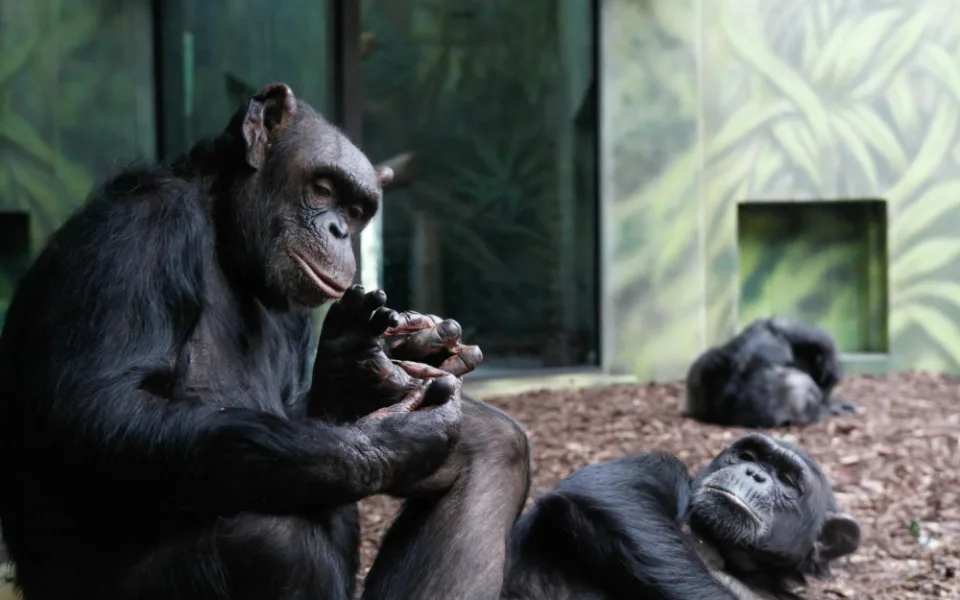 Šimpanze ze zoo a safari spojili videem, aby se nenudili