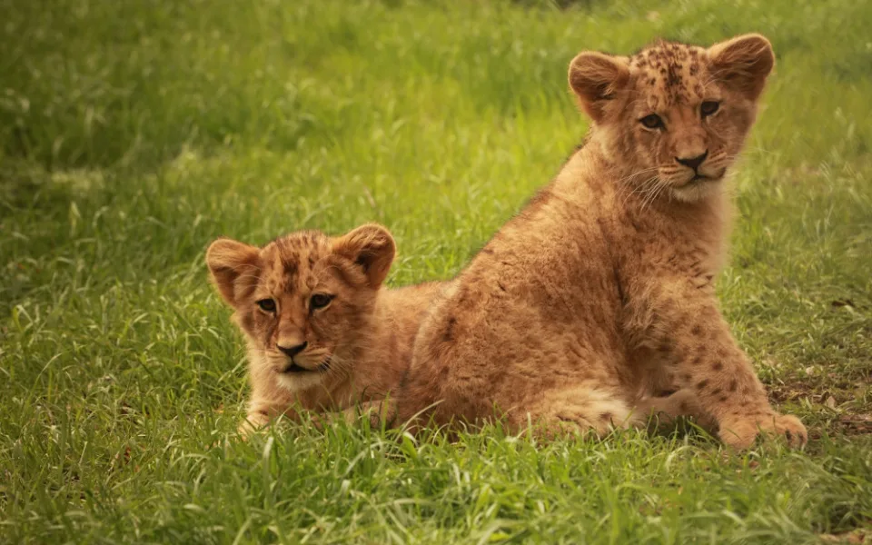 Otevírají se zoologické zahrady, v Brně lákají na přírůstky
