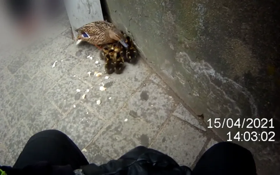 Kachna s jedenácti káčátky zabloudila do města, vysvobodili je strážníci