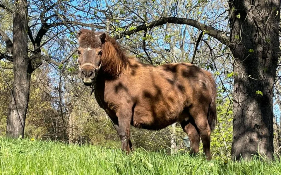 Jeden ze dvou poníků se pase na Špilberku