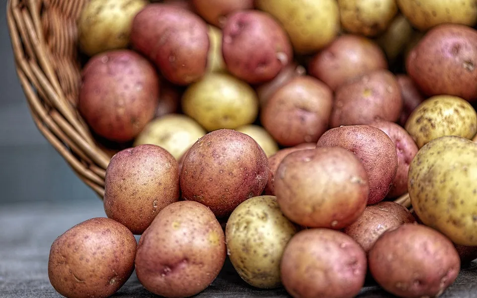 Vědci z Brna budou zkoumat biopesticidy na bramborách