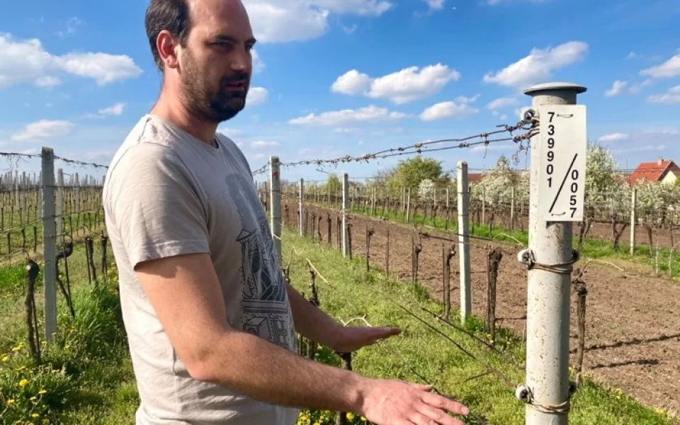I přes mrazy se těší domácí vinaři na dobrou úrodu