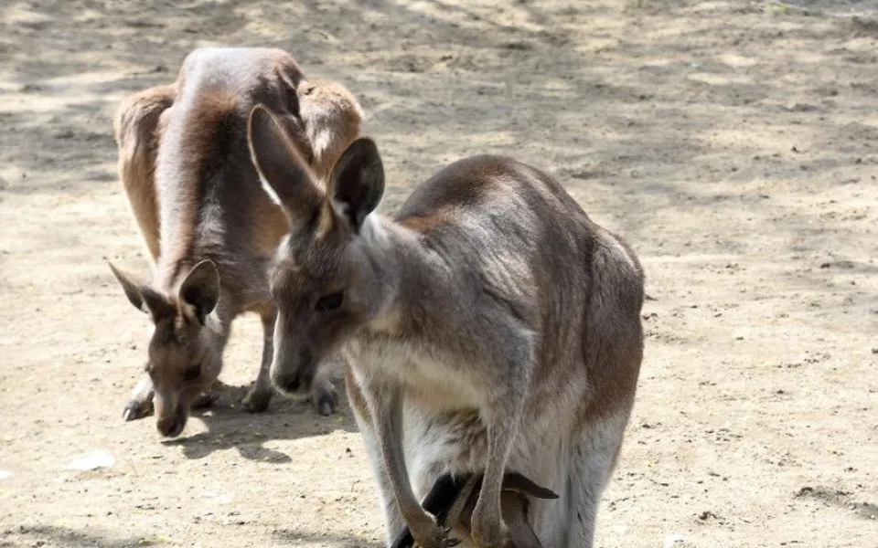Klokani v hodonínské zoo