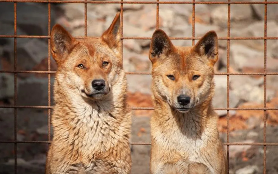 dingo