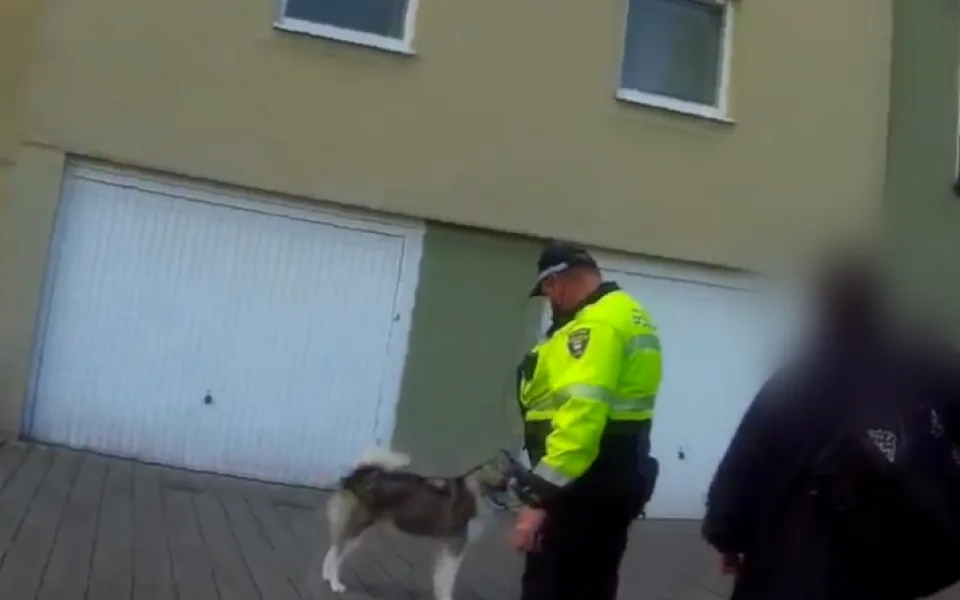 Husky dva dny trpěl zavřený v autě, zůstal na vodítku a bez vody