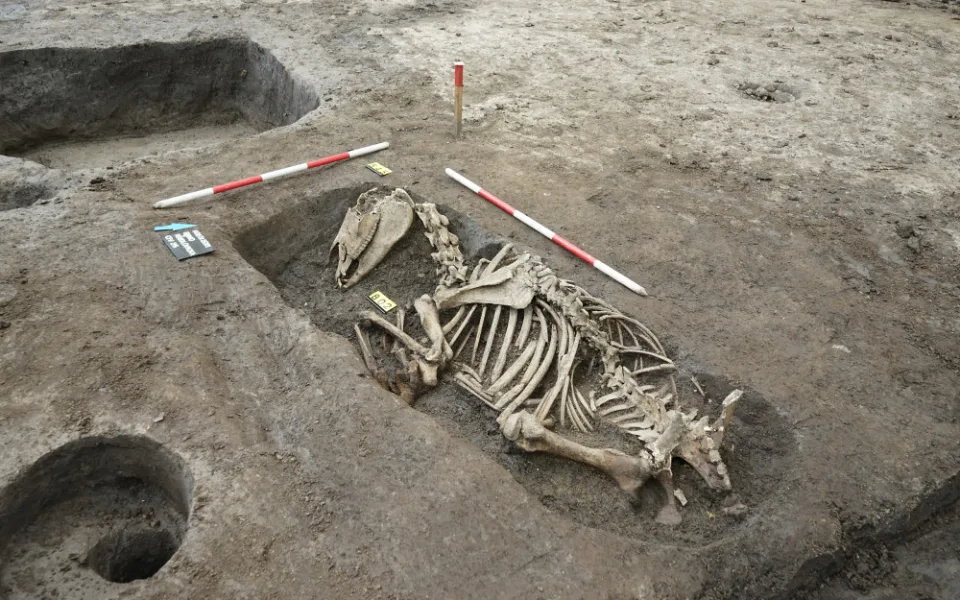 Archeology v centru Brna překvapily ostatky pohřbených koní