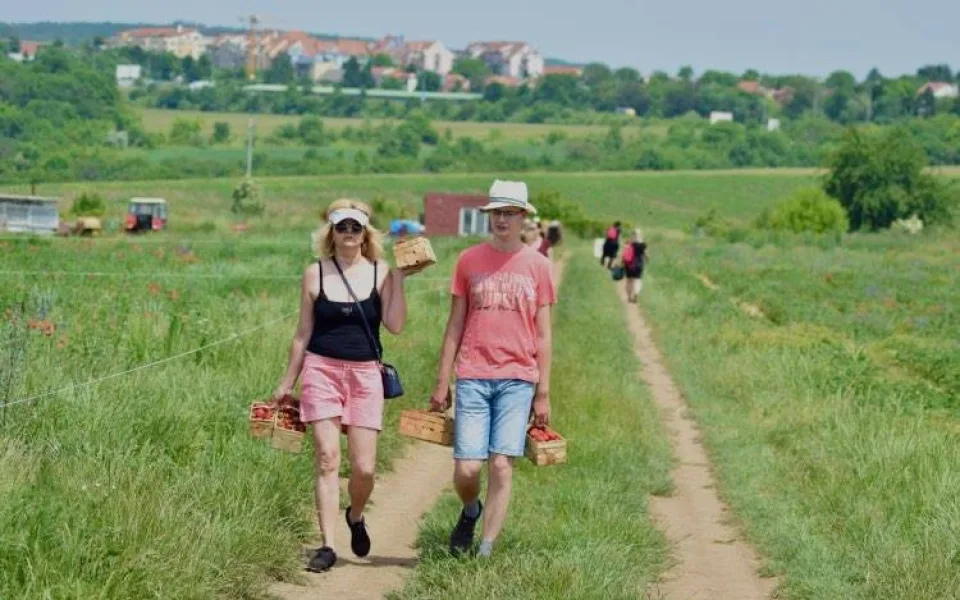 Samosběr jahod v Brně již začal