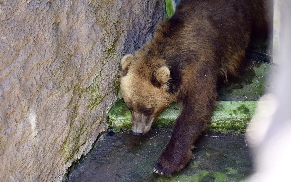 Do Brna přijela z Francie medvědice Irina, stala se novou atrakcí zoologické