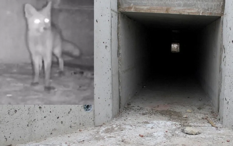 Liška zachycená fotopastí.