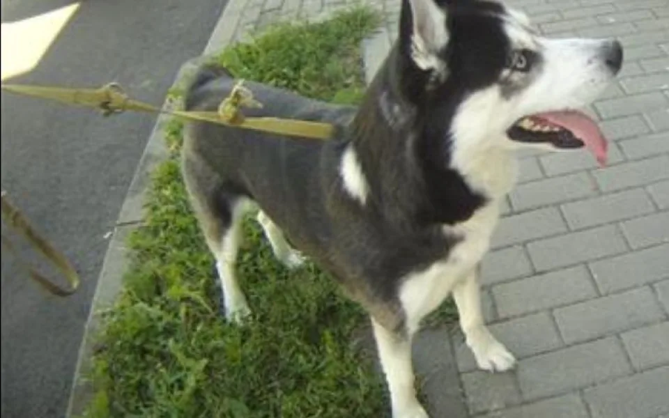 Létající husky je už doma v pořádku