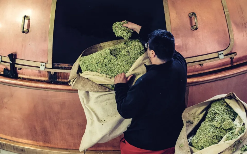Při výběru správného chmele je důležitý vzhled, barva a hlavně vůně, říká vrchní sládek Budvaru