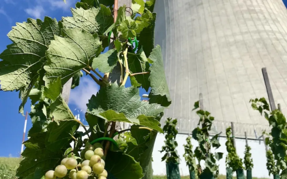 Jaderné víno. V Dukovanech startuje historicky první vinobraní