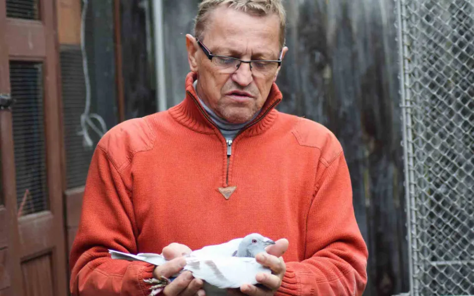 Jaroslav Novotný he chovatelem poštovních holubů