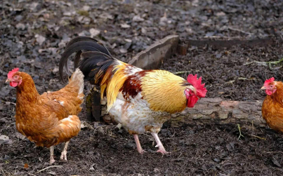 Ilustrační foto.
