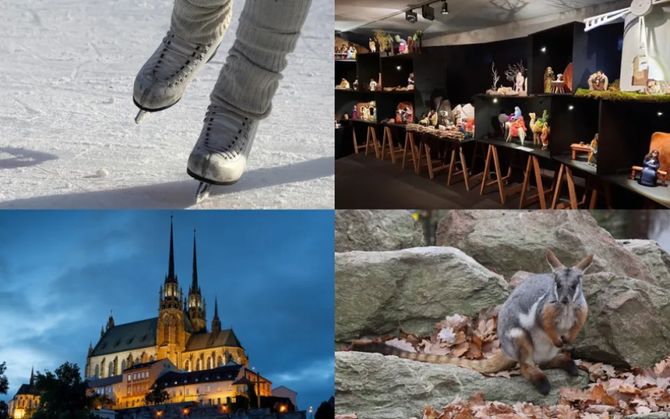 Čím si zpestřit Štědrý den v Brně? Komentovaným krmením v zoo i bruslením