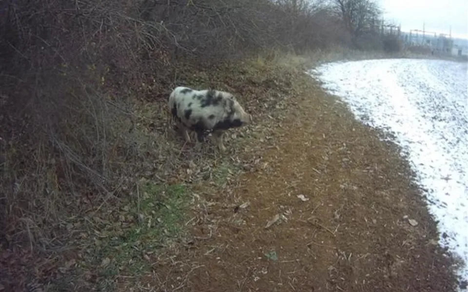 Lidé v Brně zavolali na pasoucí se miniprase policisty. Ti vytáhli na vepře piškoty