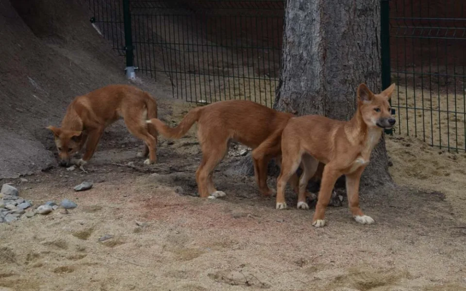 Štěňata psů dingo