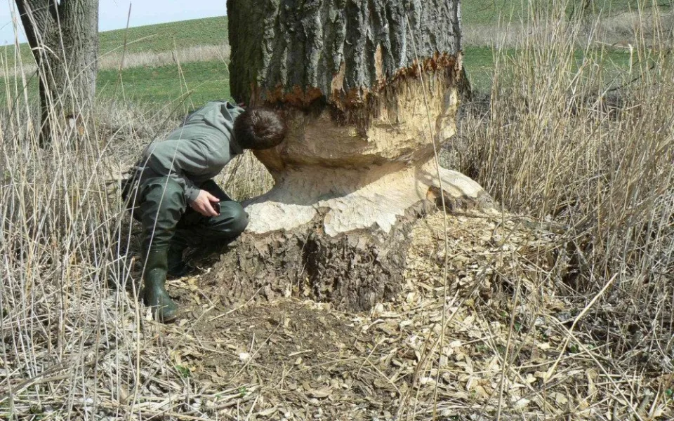 Vodohospodáře štvou bobři. Zvířata vzala útokem i stromy v Brně