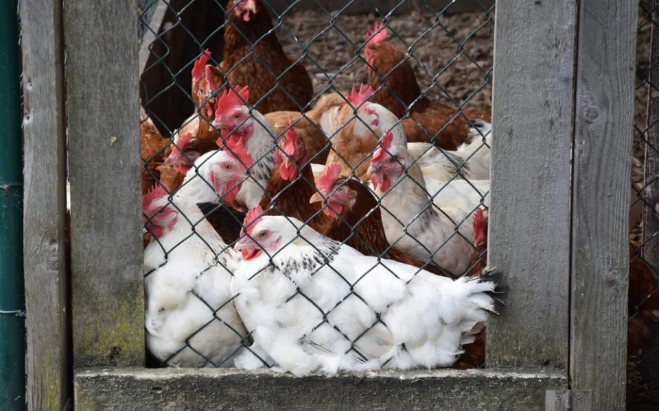 size4-15379150503532-2-chickens-1443716-1280