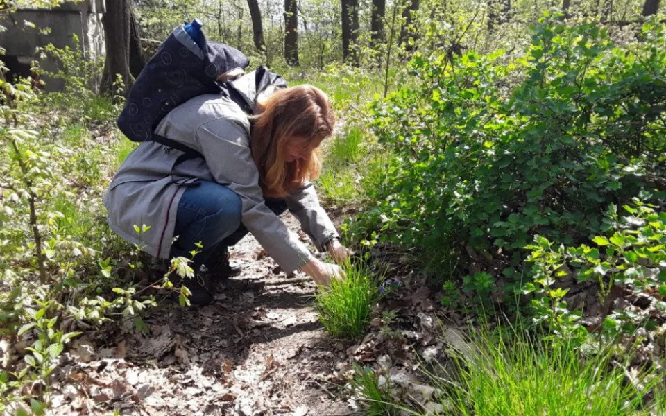 Poznej brněnskou džungli! Přidej se k City Nature Challenge Brno