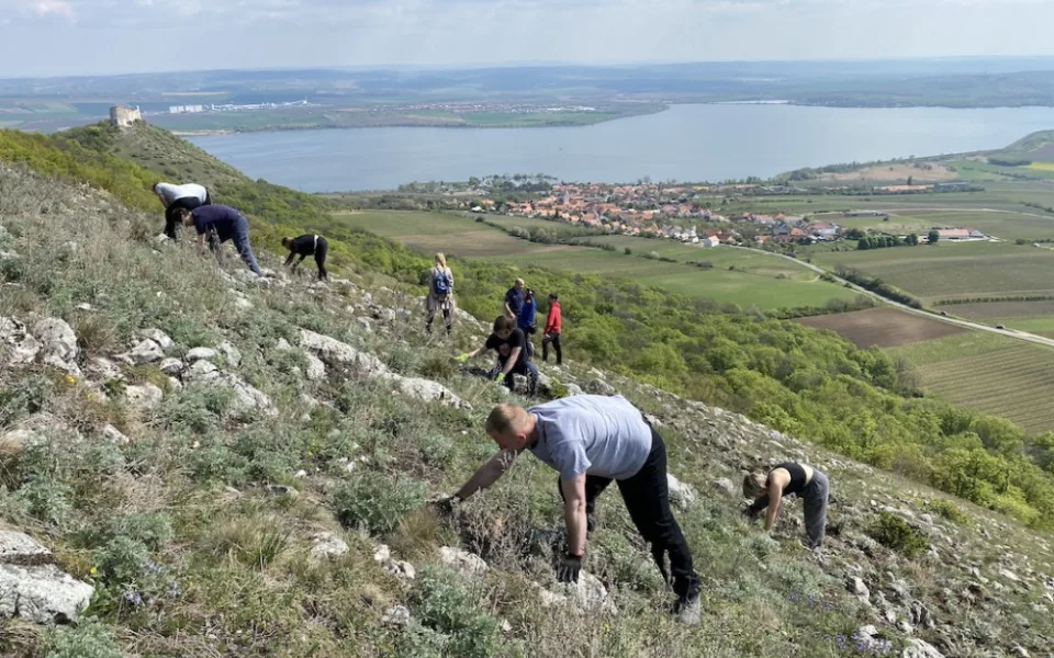 Jihomoravští vězni čistili Pálavu od invazivního plevele