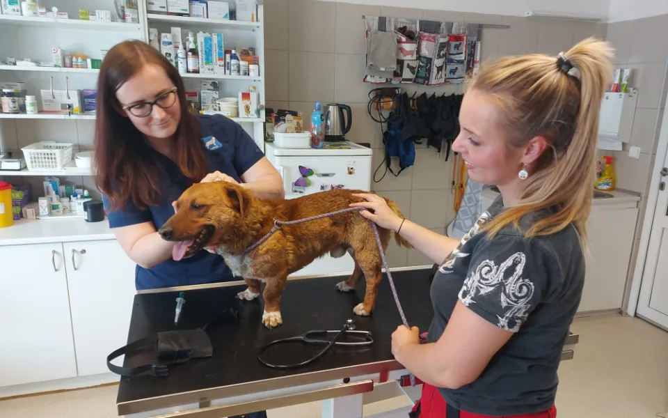 Brněnský útulek přivítal první psy z Ukrajiny. Čtveřici nabídne k adopci