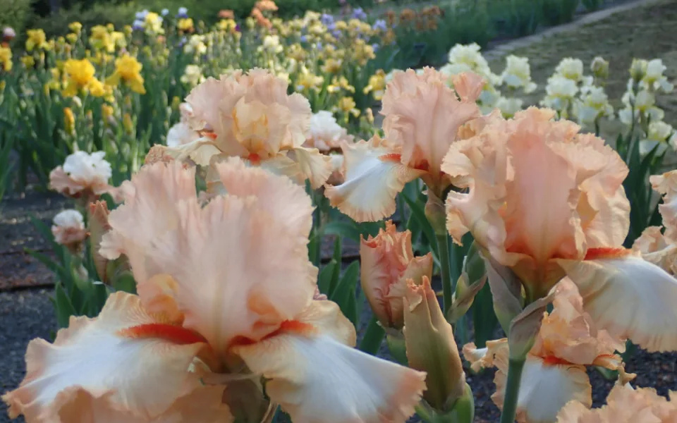 Brněnské arboretum ukazuje lidem rozkvetlé kosatce