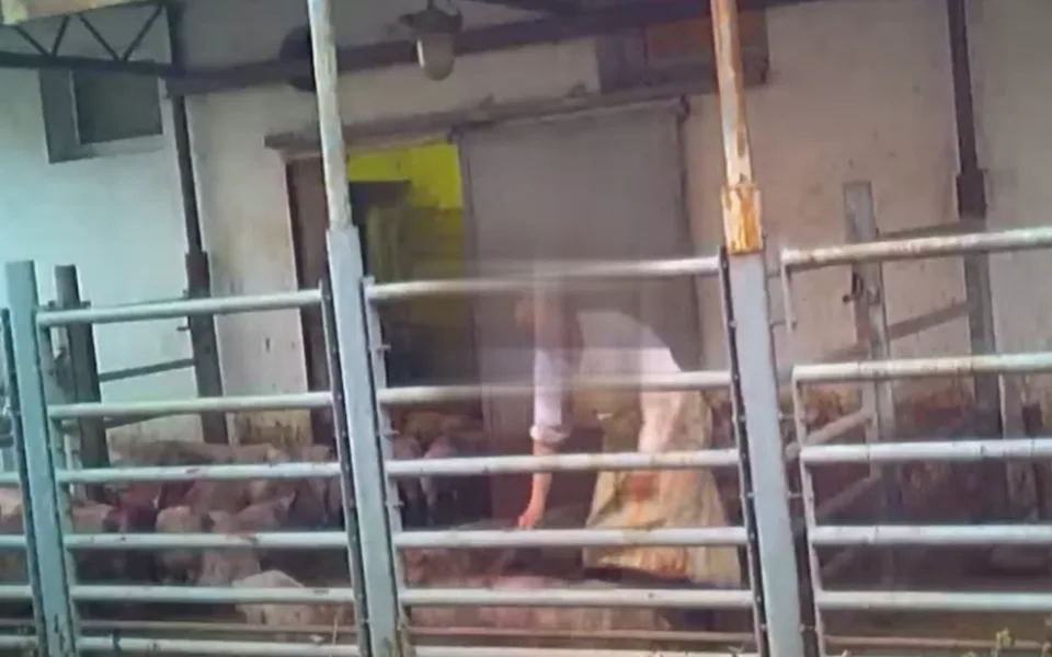 Aktivisté ukázali drsné video z jihomoravských jatek. Tahají prasata za uši a bijí je, zlobí se