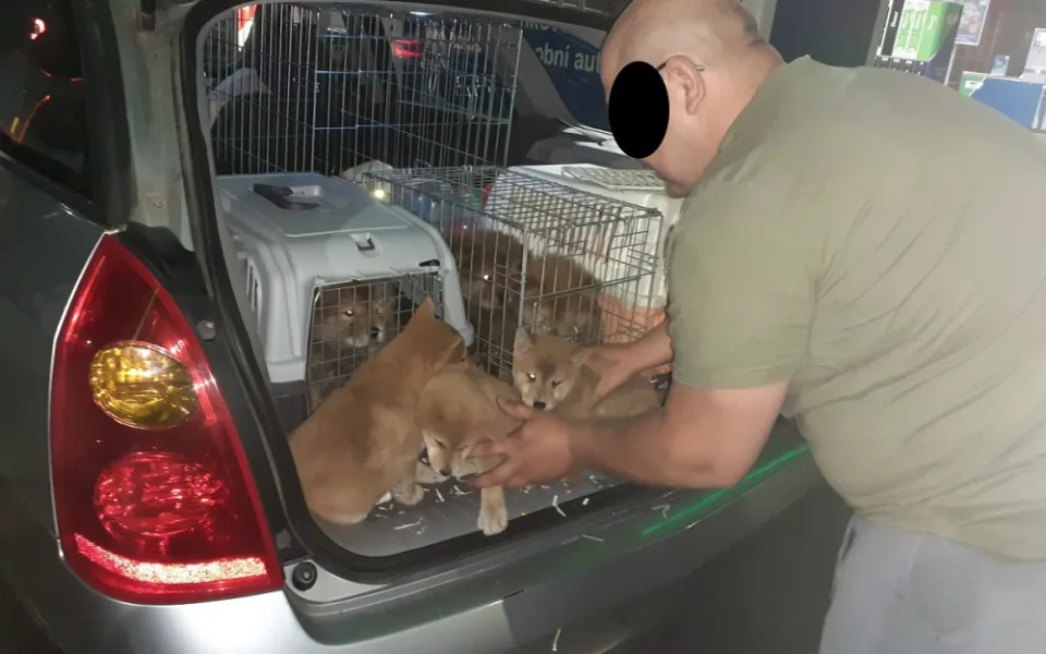 Cizinec u Brna měl auto plné pašovaných štěňat