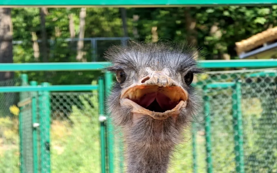 Po Bystrci se prohání pštrosi. Do zoo se vrátili po sedmi letech