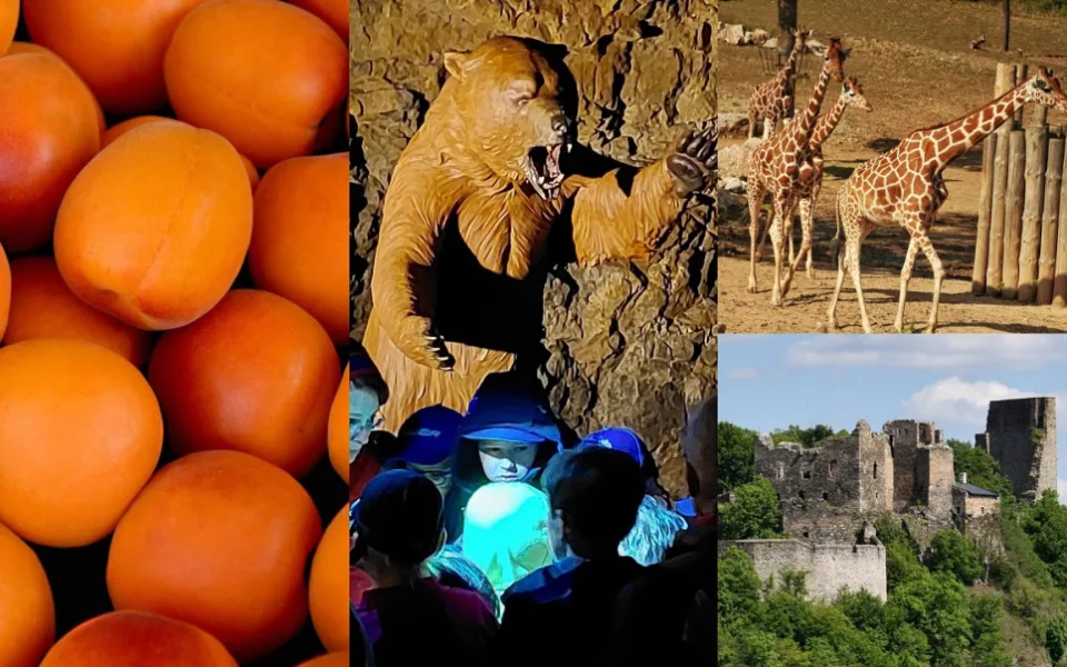 Kam o víkendu na jižní Moravě? Za filmem do zoo i na slavnosti vína a meruněk
