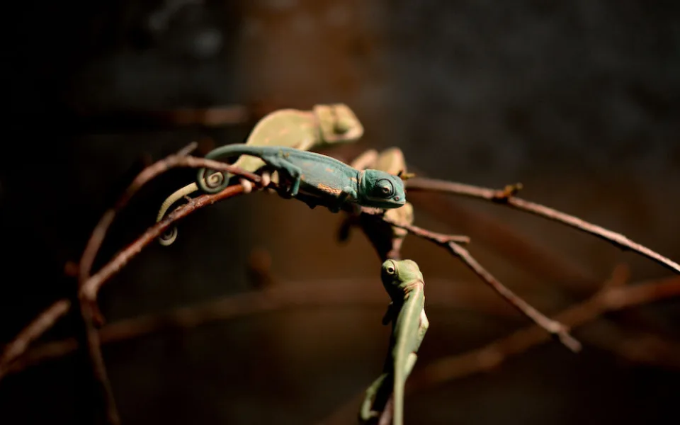 Hodonínská zoo se těší z mláďat chameleonů