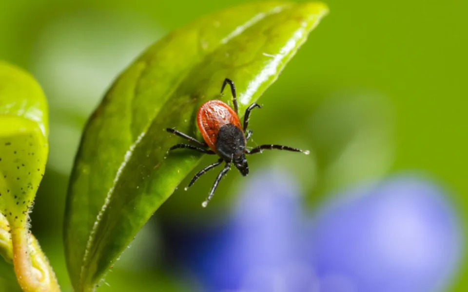 Brněnské nemocnice trápí koronavirus i klíšťata. Očkujte se, říkají