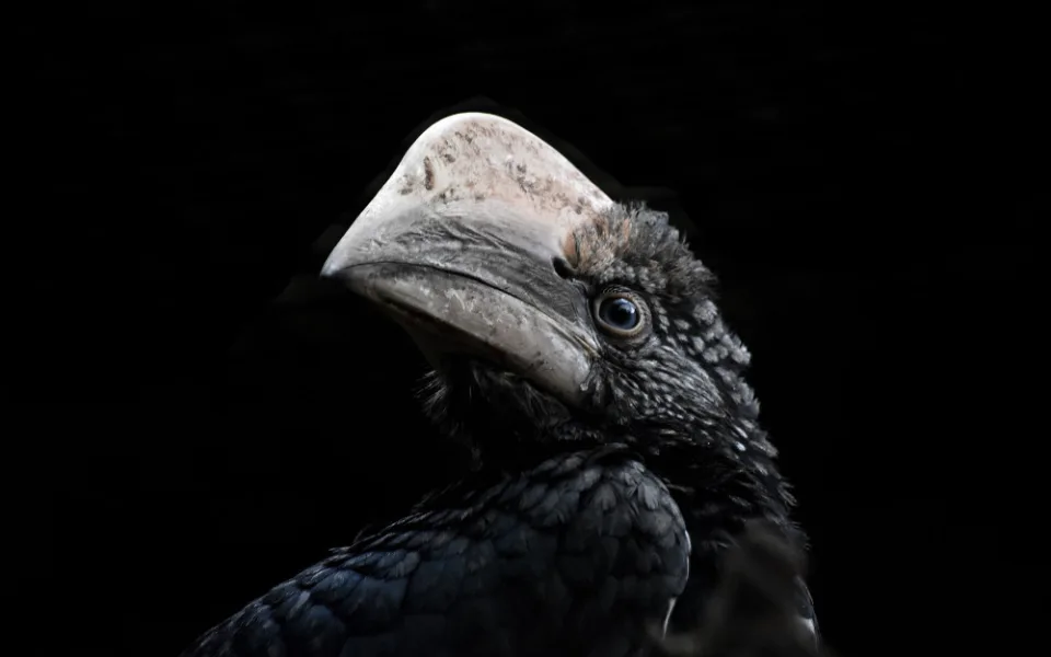 Zoo na jižní Moravě po sto dnech ukázala ptačí mláďata, která se schovávala v hnízdní dutině