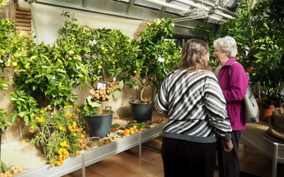 Do Brna dorazila citrusová výstava. Mezi exponáty se objeví i kávovníky nebo houby
