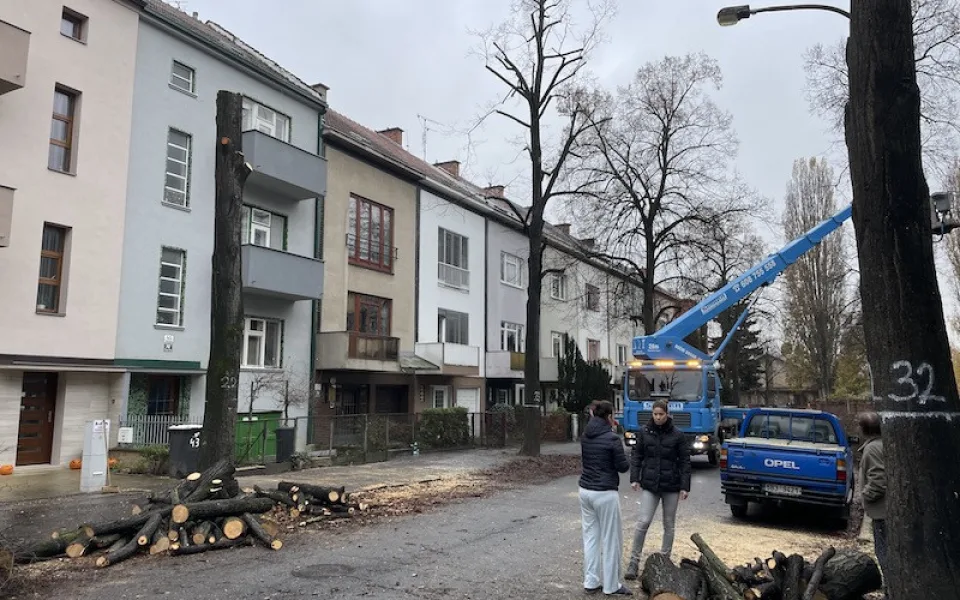Lidmi z Brna cloumají emoce. Dělníci kácí stoletou lipovou alej