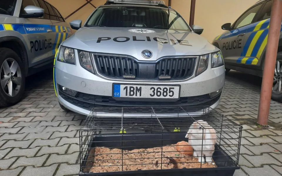 Jihomoravští policisté odvolali pátrání po králíkovi Karlovi. Žil na ubytovně