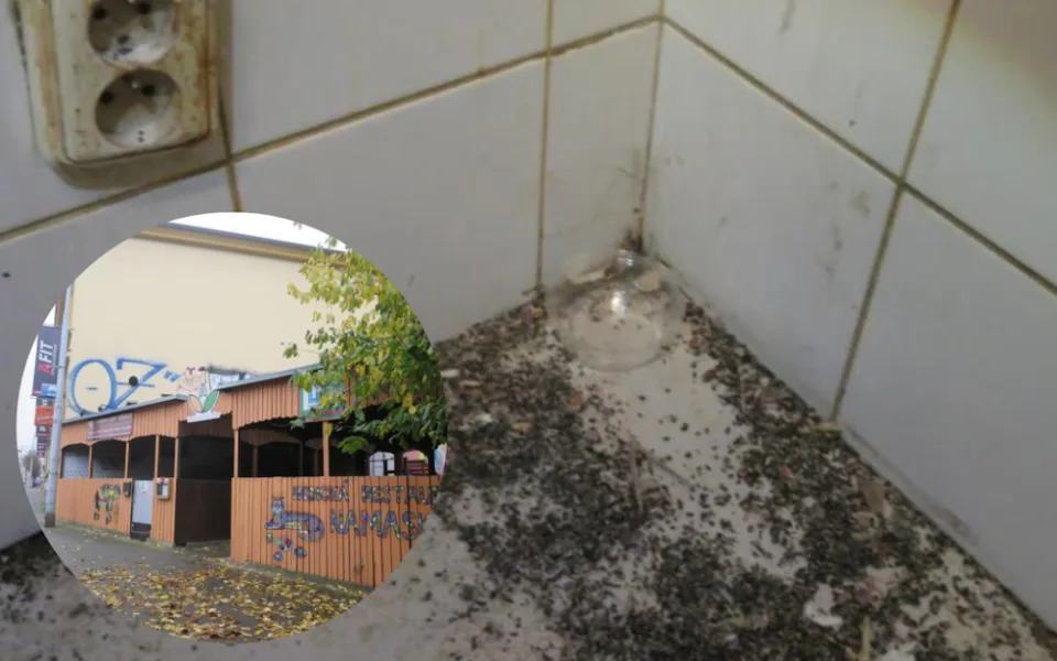 Vyhlášená indická restaurace v Brně byla plná špíny a myších výkalů