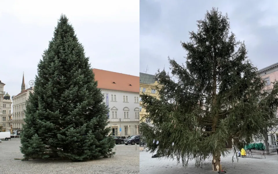 Který brněnský strom vypadá lépe?
