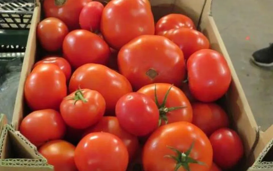 V Česku se prodávají rajčata z Polska plná pesticidů, všimli si odborníci z Bnra