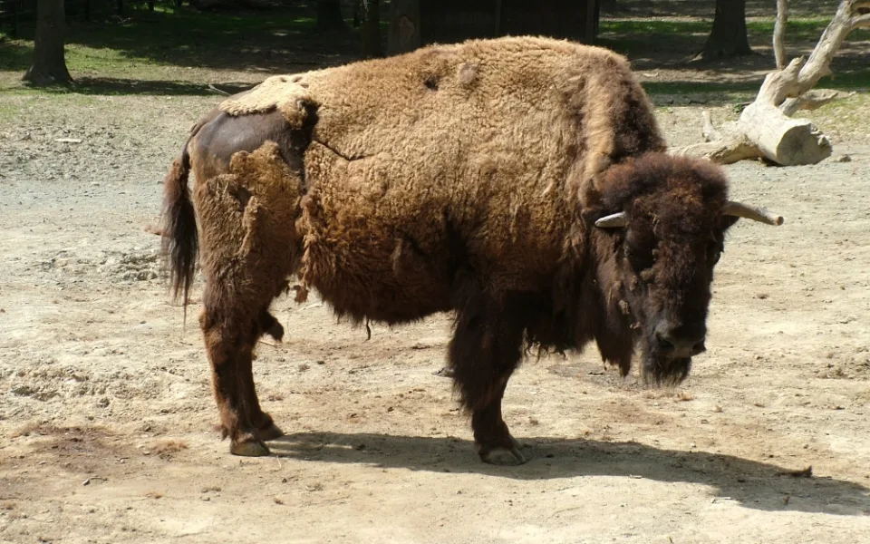 Brněnskou zoologickou zuří spor kvůli zabití bizona. Zaměstnanci mluví o šikaně i ztrátě masa