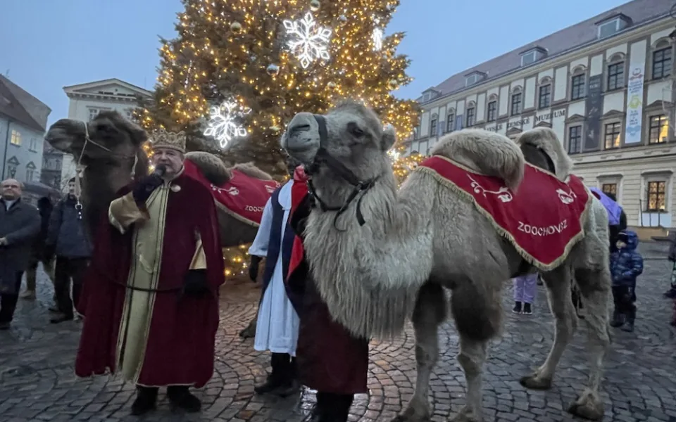 Brnem pochodovali velbloudi. Došlo až před radnici