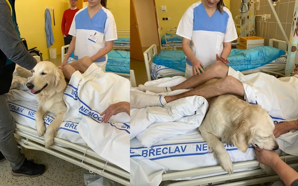Pacienty břeclavské nemocnice rozradostnili psí terapeuti