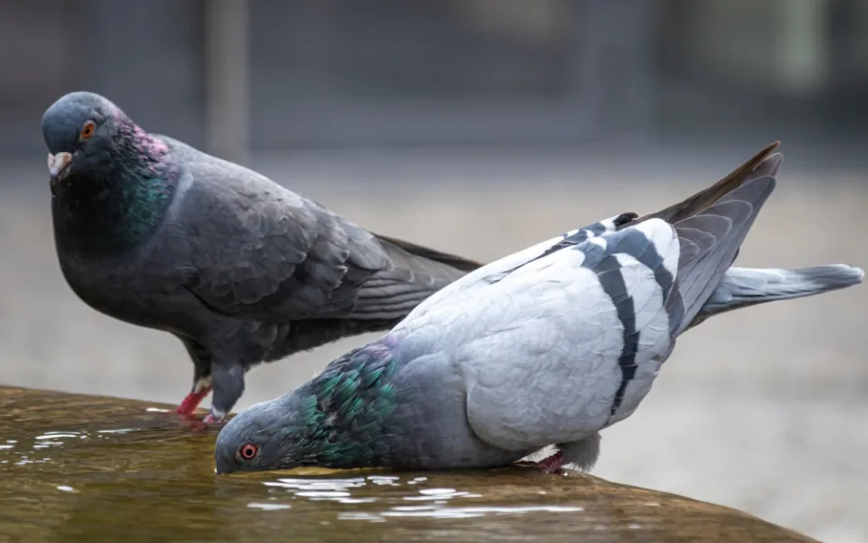 pigeons-gd70bbf2cb_1280